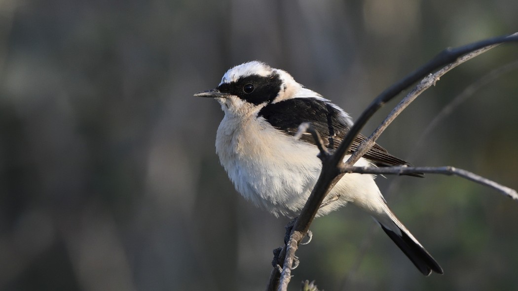 Karakulaklı kuyrukkakan