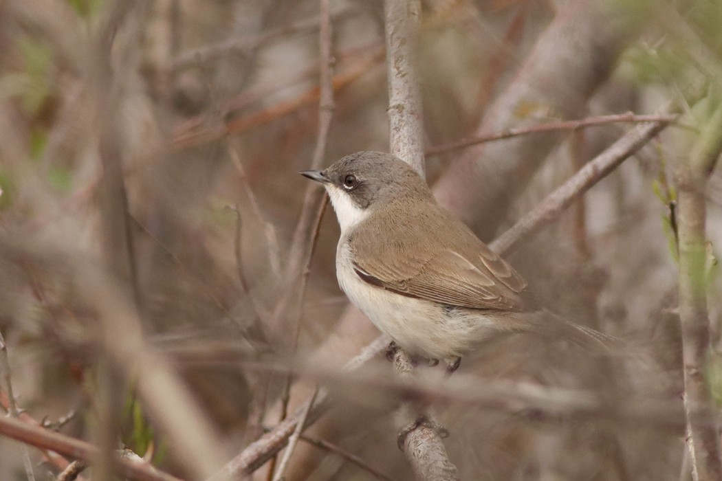 Küçük akgerdanlı ötleğen