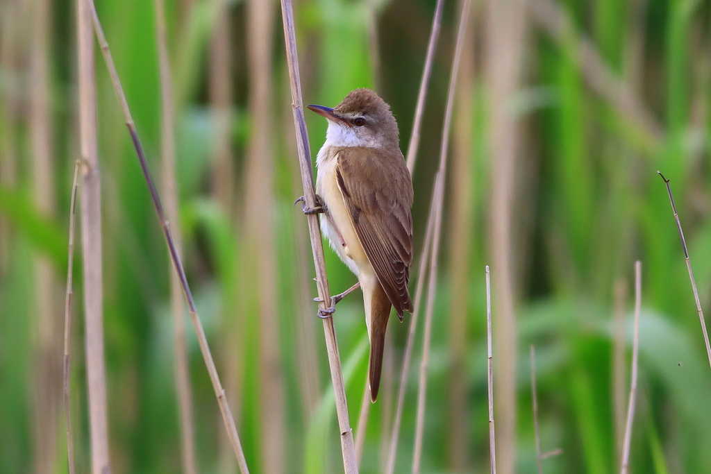 Büyük kamışçın