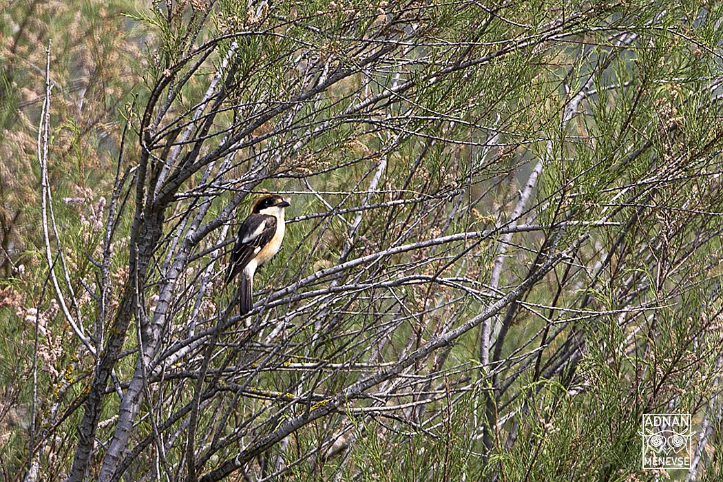 Kızılbaşlı örümcekkuşu