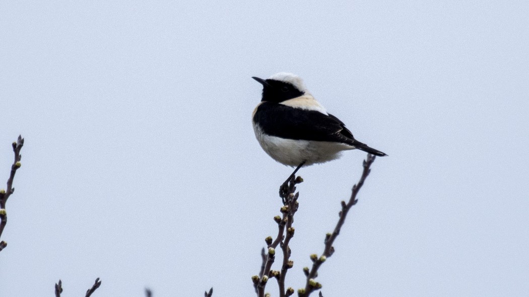 Aksırtlı kuyrukkakan