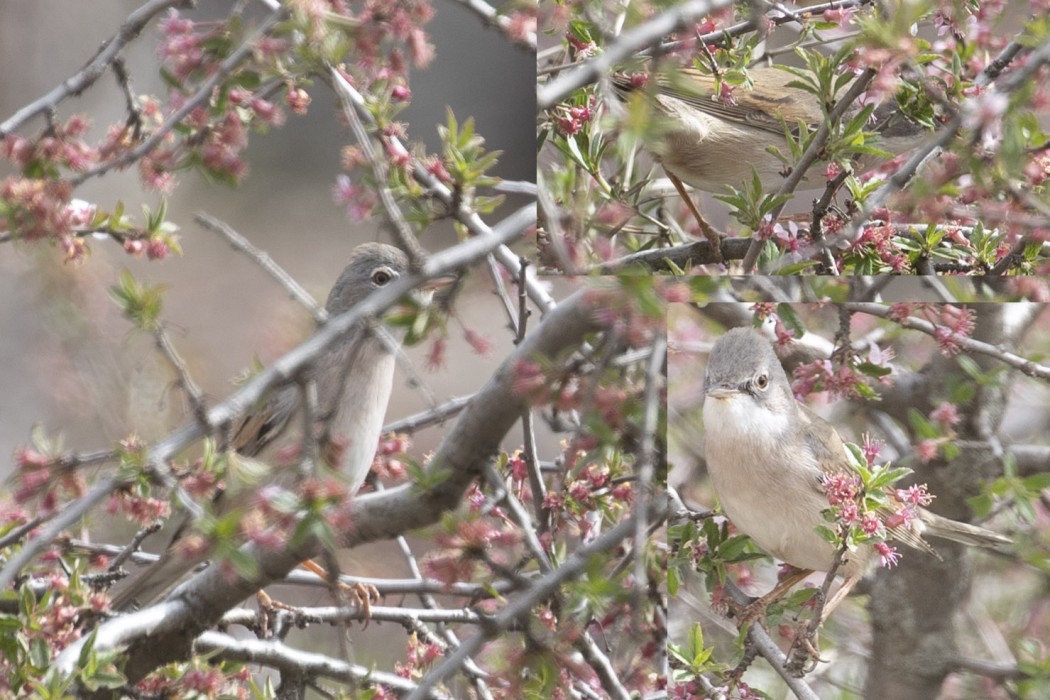 Akgerdanlı ötleğen