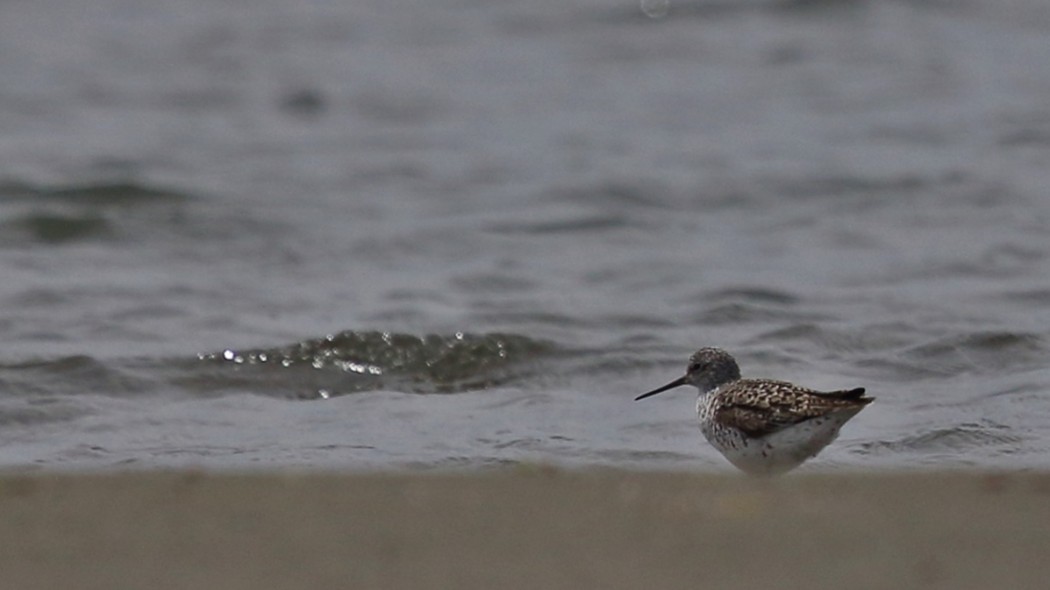 Bataklık düdükçünü