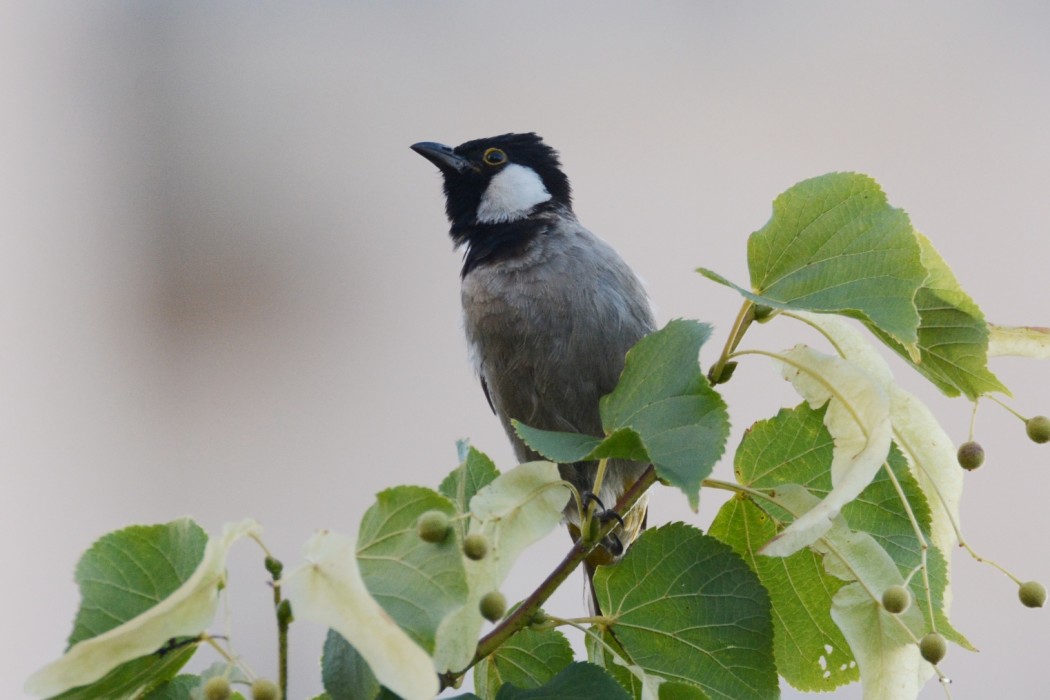 Akyanaklı arapbülbülü