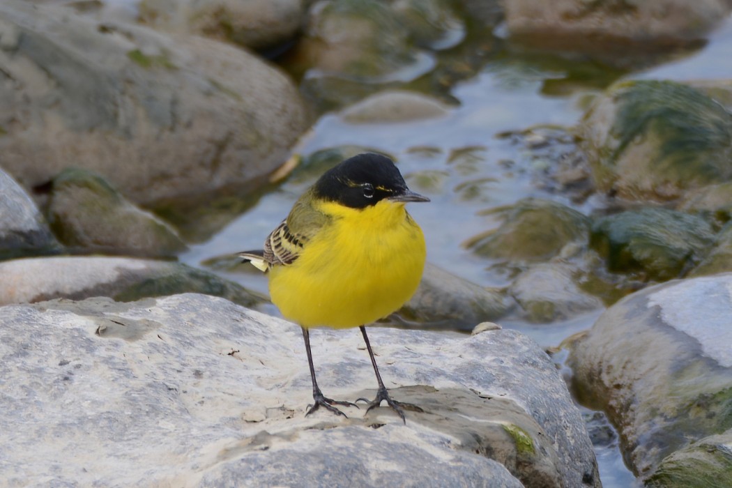 Sarı kuyruksallayan