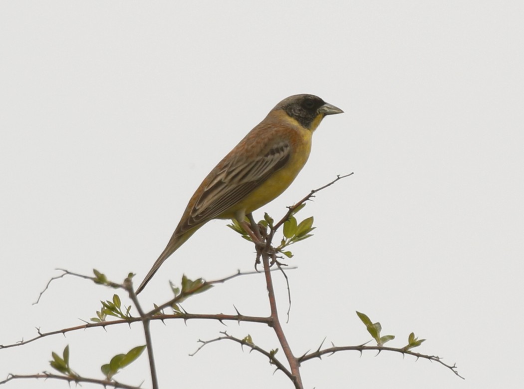 Karabaşlı kirazkuşu