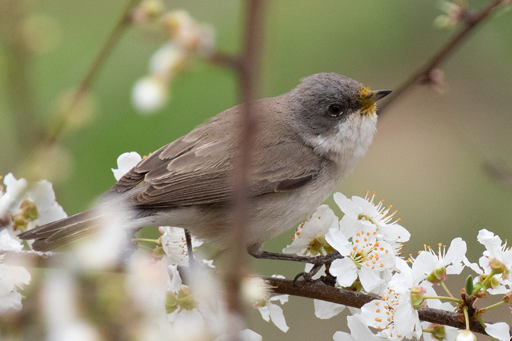 Küçük akgerdanlı ötleğen