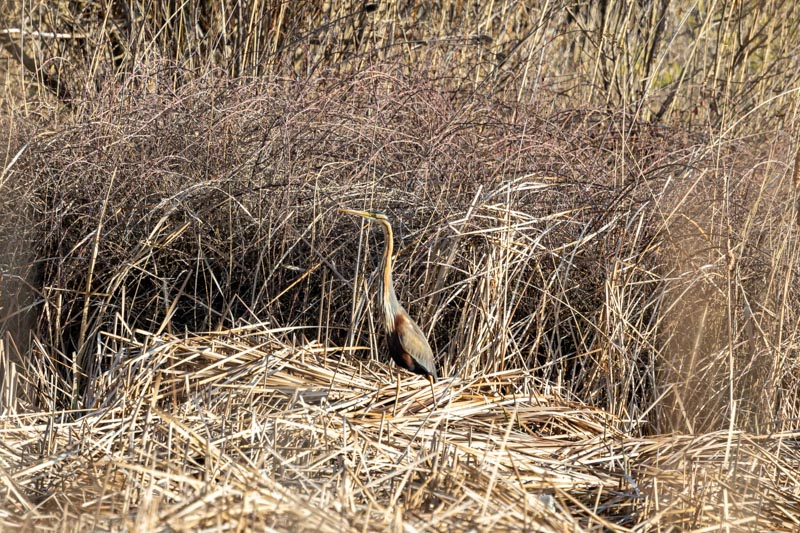 Erguvani balıkçıl