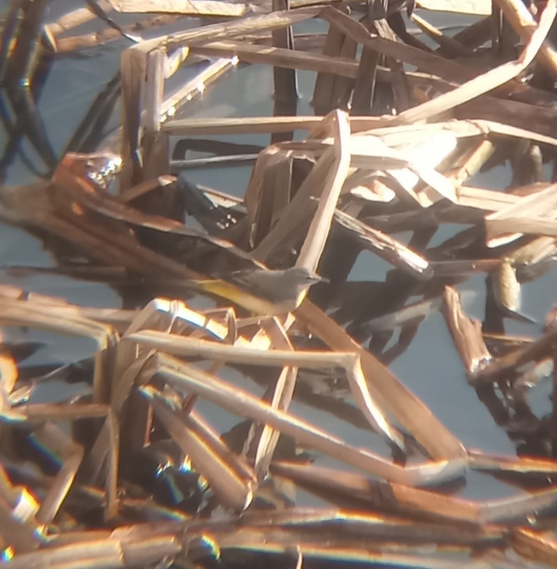 Dağ kuyruksallayanı