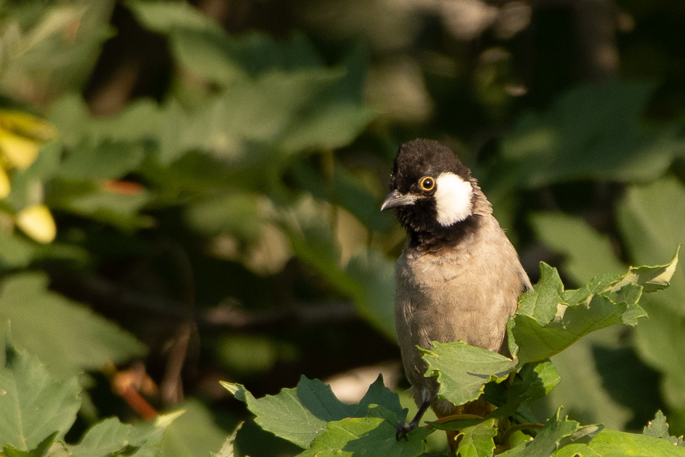 Akyanaklı arapbülbülü