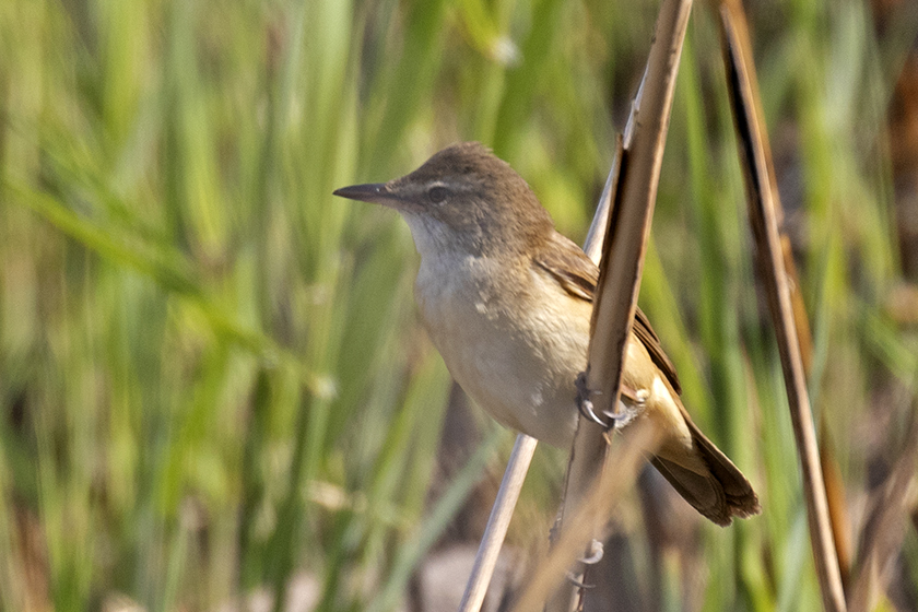 Büyük kamışçın