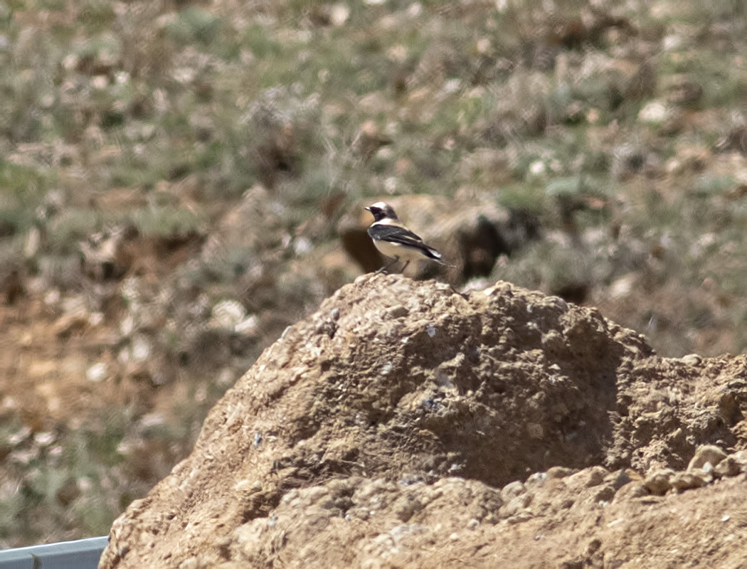 Karakulaklı kuyrukkakan