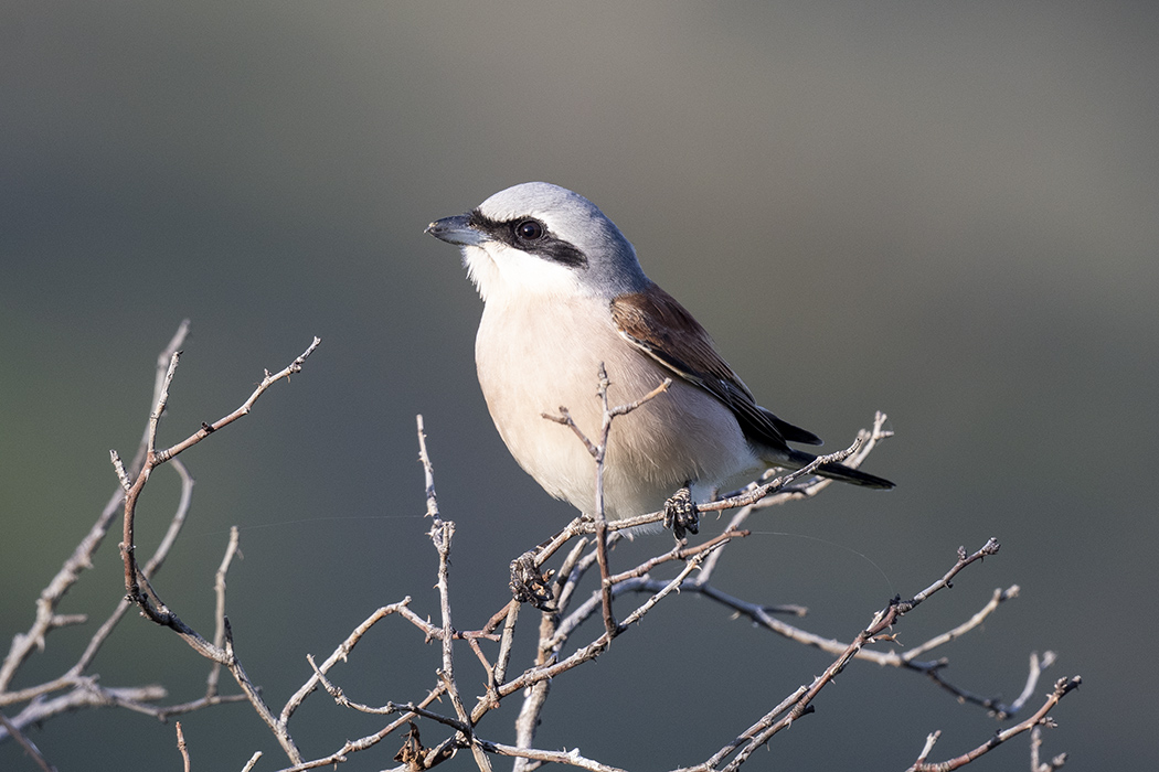Kızılsırtlı örümcekkuşu