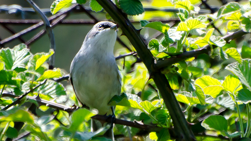 Küçük akgerdanlı ötleğen
