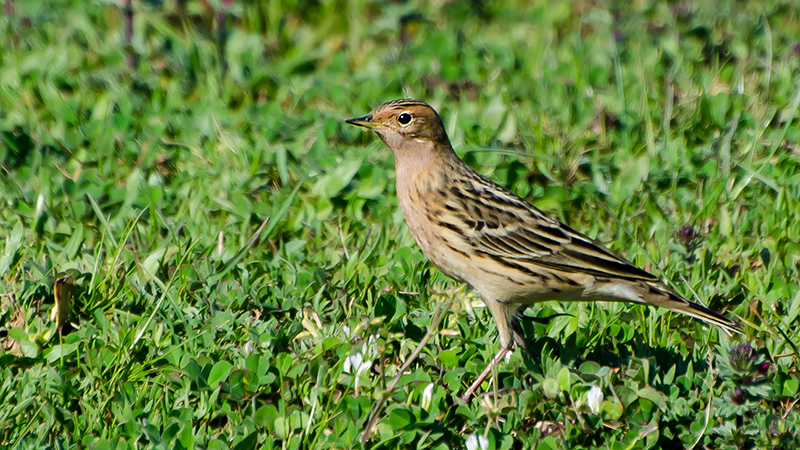 Kızılgerdanlı incirkuşu