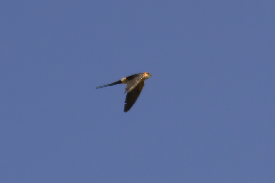 Kızıl kırlangıç