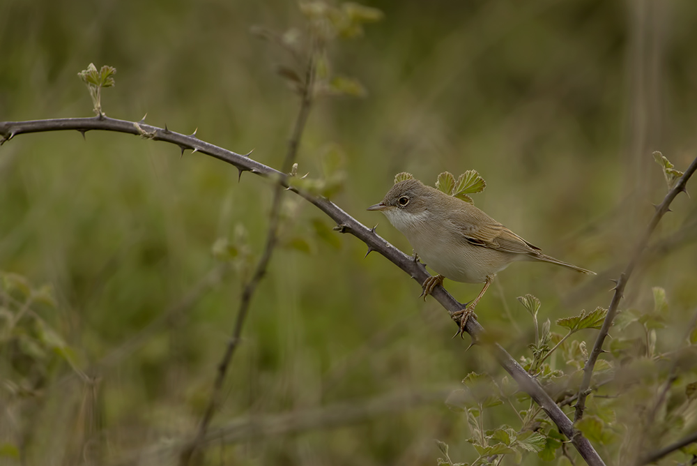 Akgerdanlı ötleğen