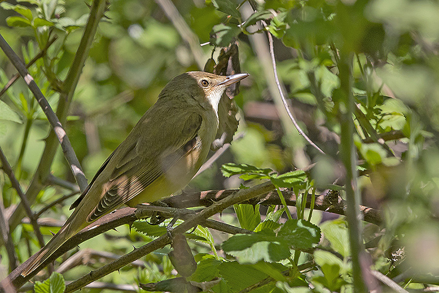 Büyük kamışçın
