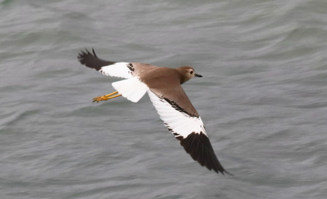 Akkuyruklu kızkuşu