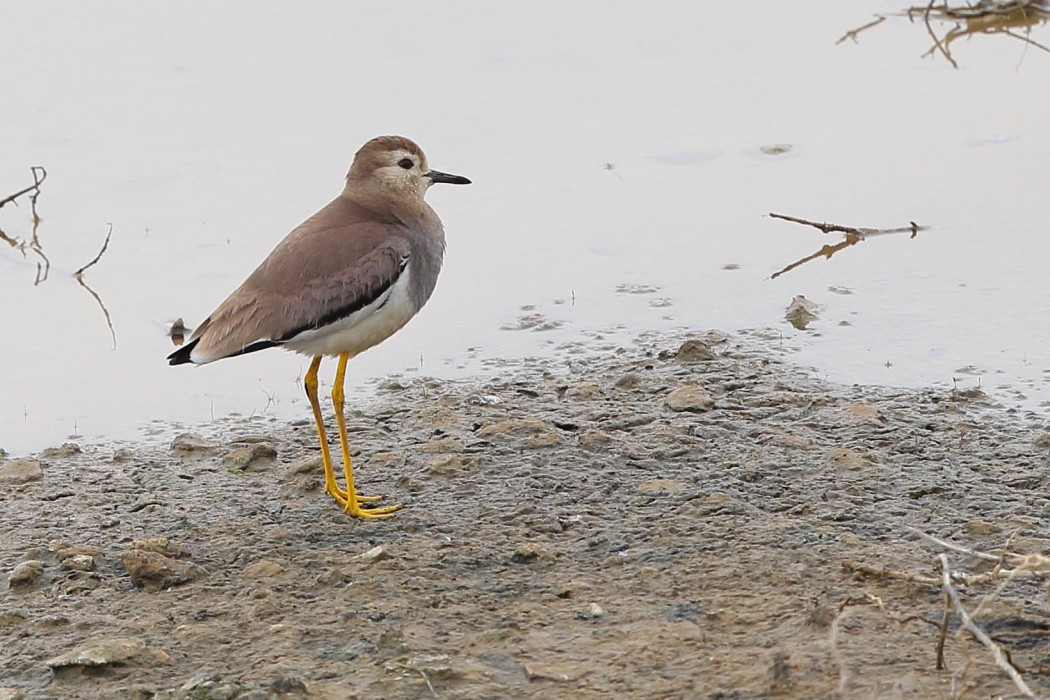 Akkuyruklu kızkuşu
