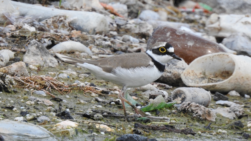 Halkalı küçük cılıbıt
