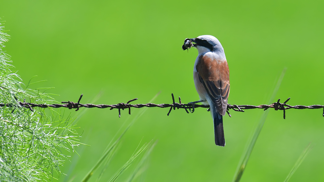 Kızılsırtlı örümcekkuşu
