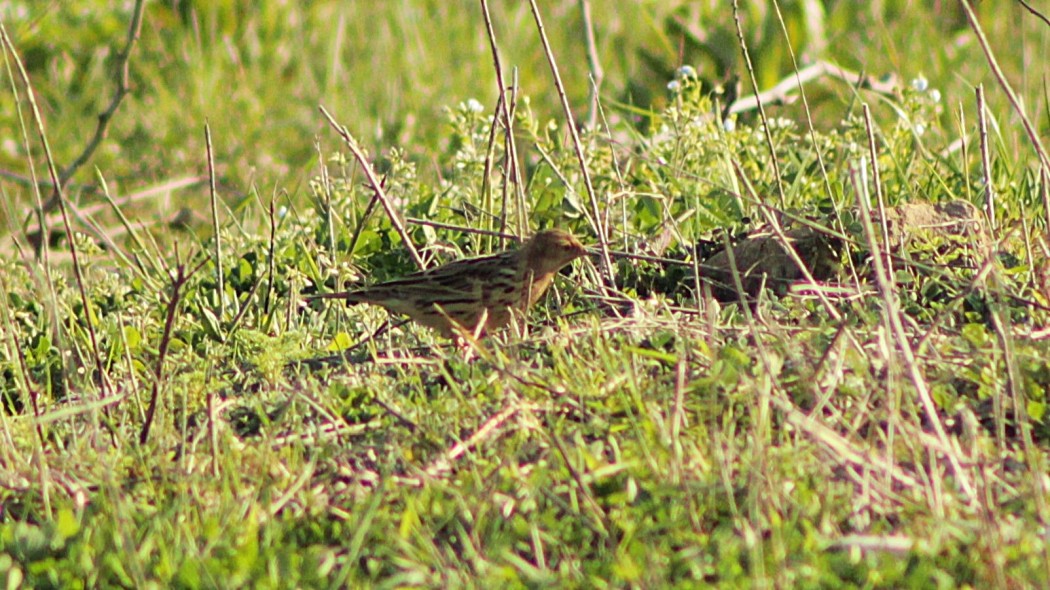 Kızılgerdanlı incirkuşu