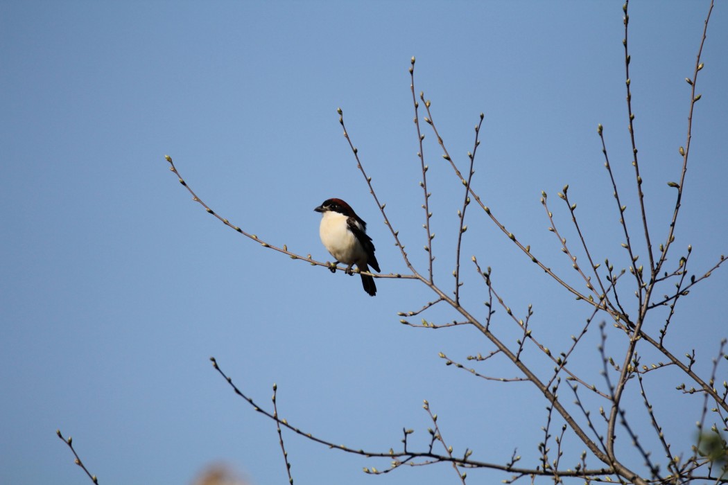 Kızılbaşlı örümcekkuşu