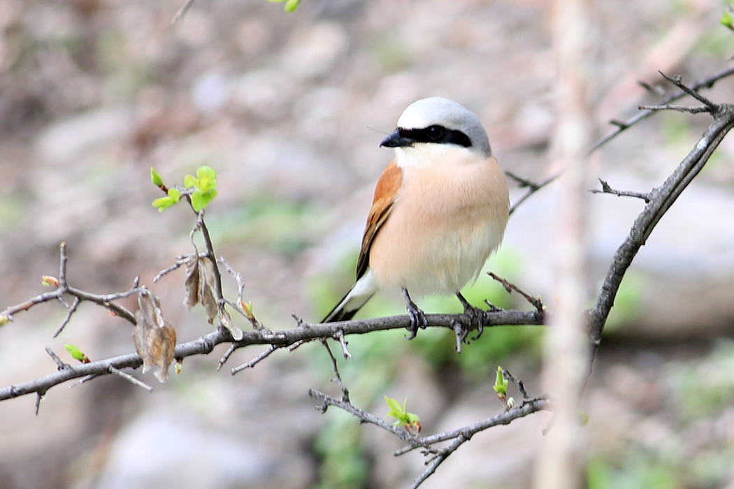 Kızılsırtlı örümcekkuşu
