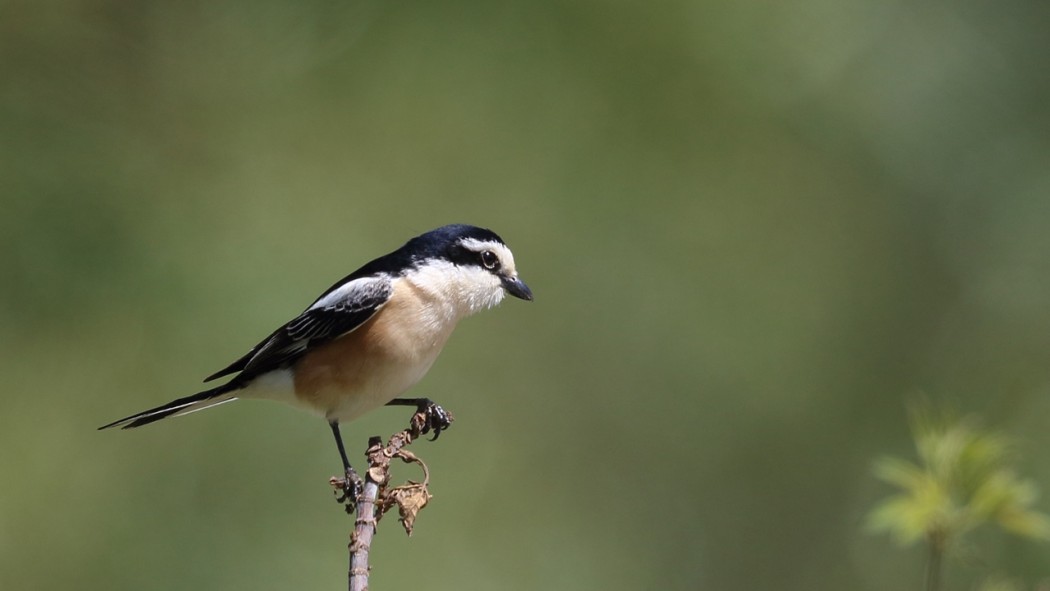 Maskeli örümcekkuşu