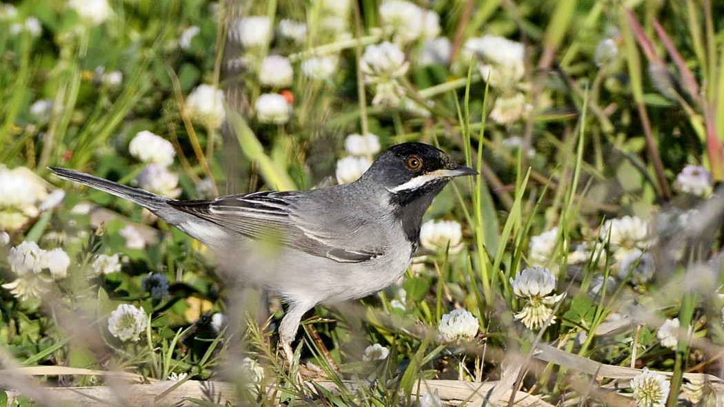 Karaboğazlı ötleğen