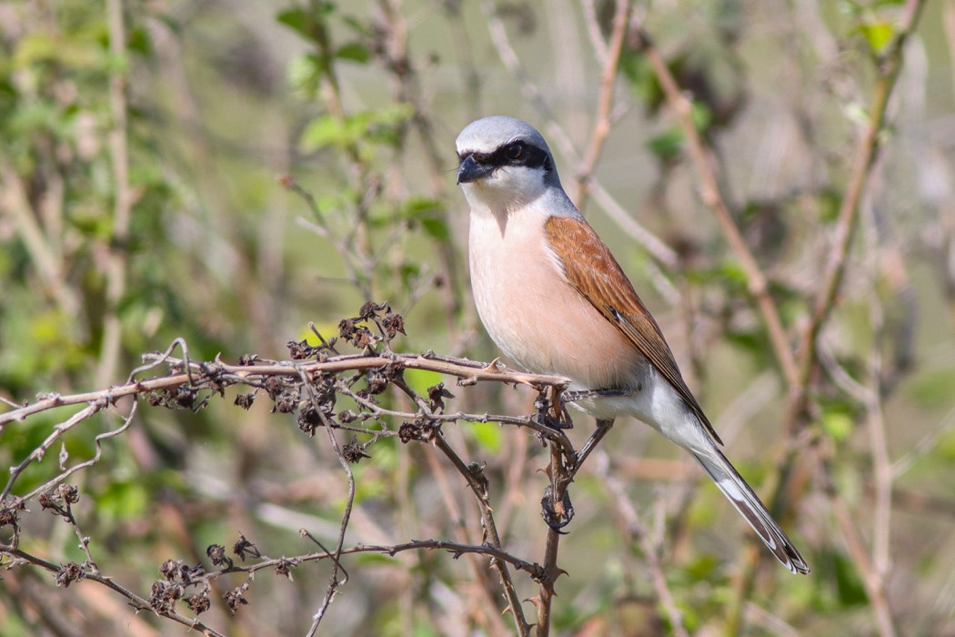 Kızılsırtlı örümcekkuşu