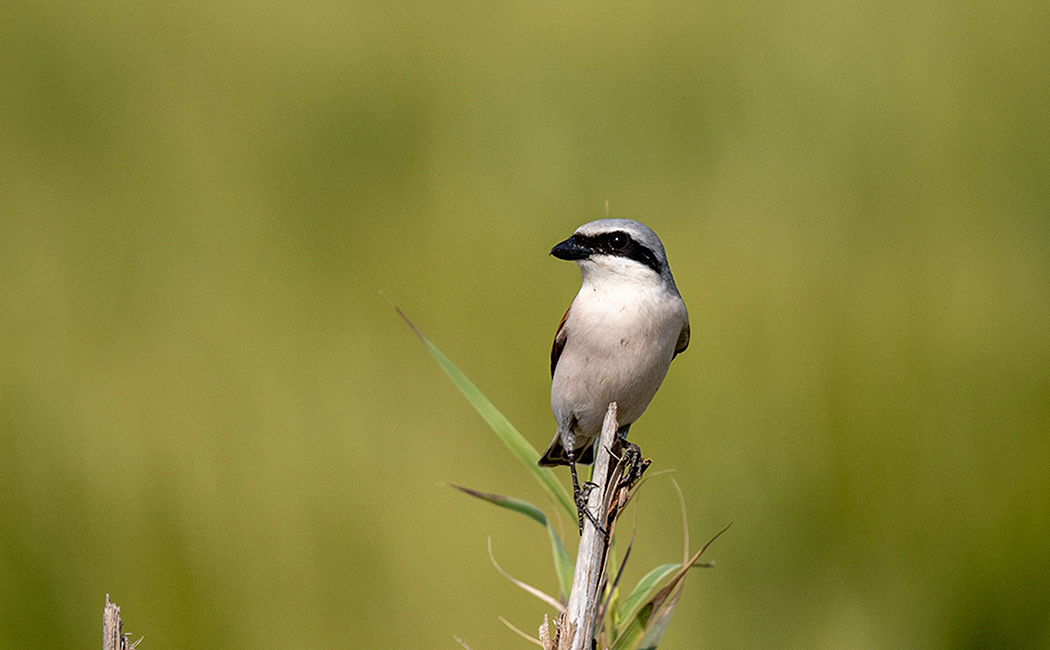 Kızılsırtlı örümcekkuşu
