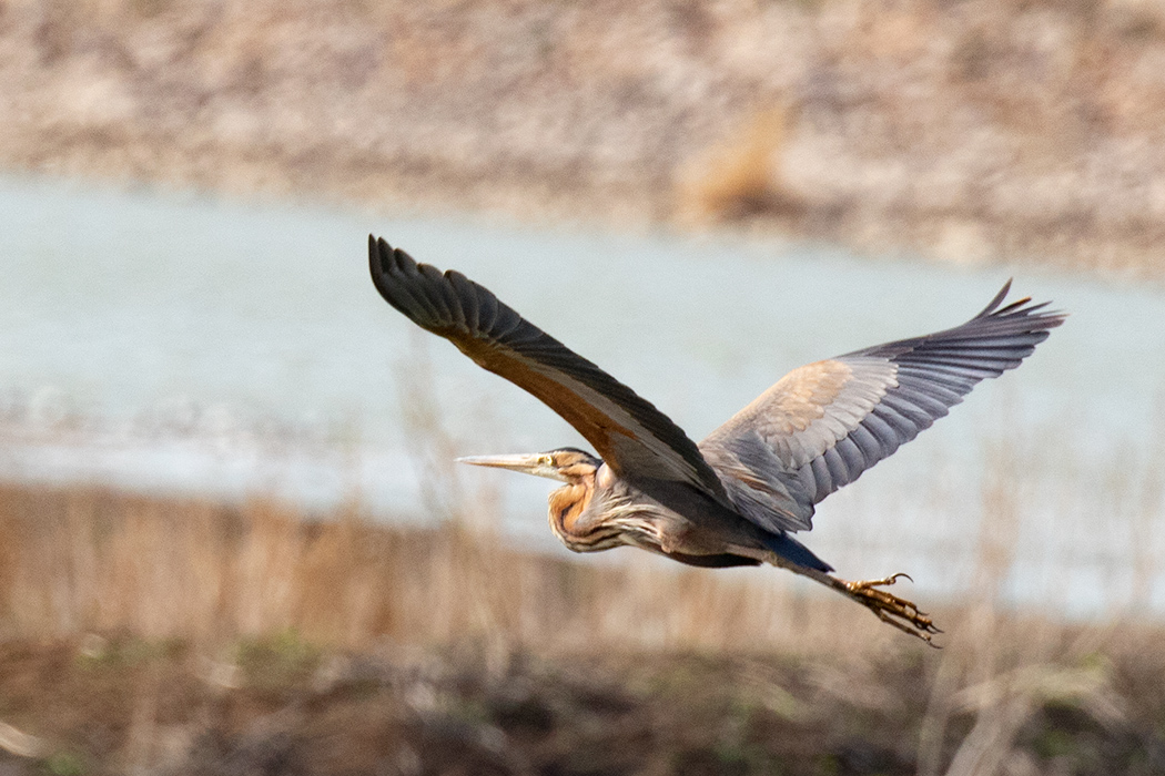 Erguvani balıkçıl
