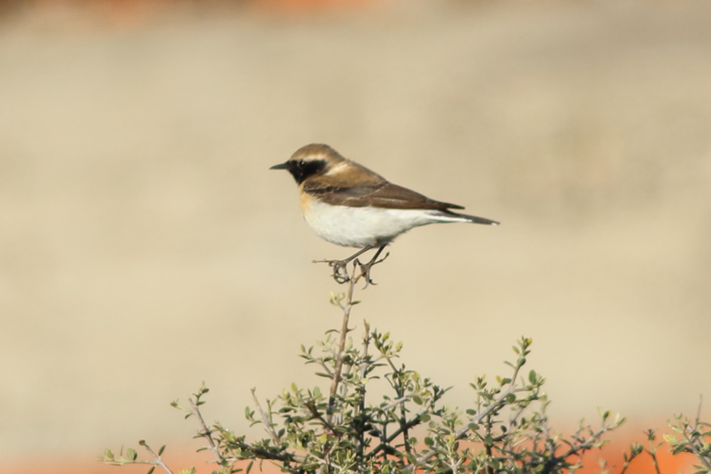 Karakulaklı kuyrukkakan