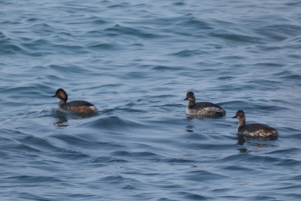 Karaboyunlu batağan