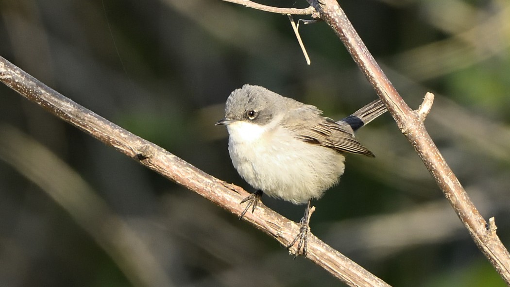 Küçük akgerdanlı ötleğen