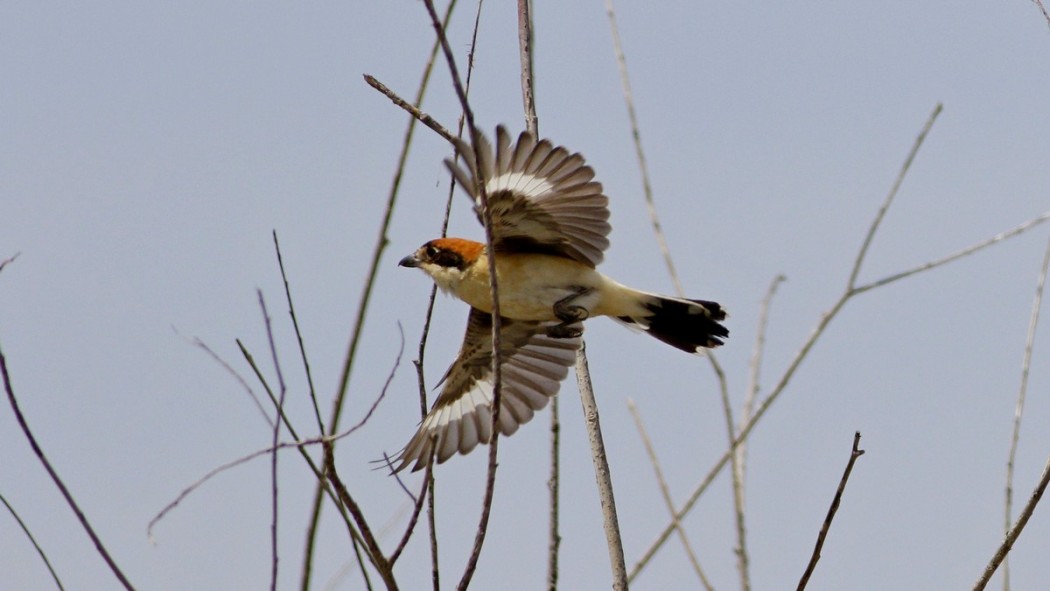 Kızılbaşlı örümcekkuşu
