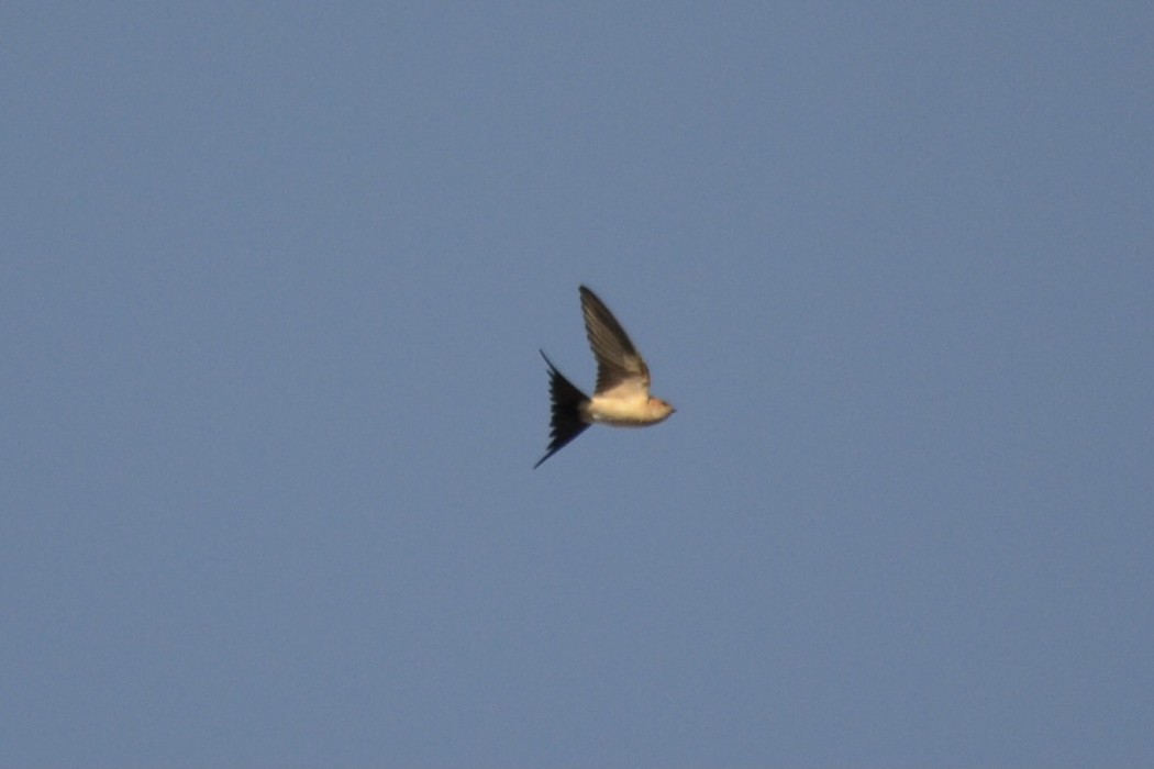 Kızıl kırlangıç