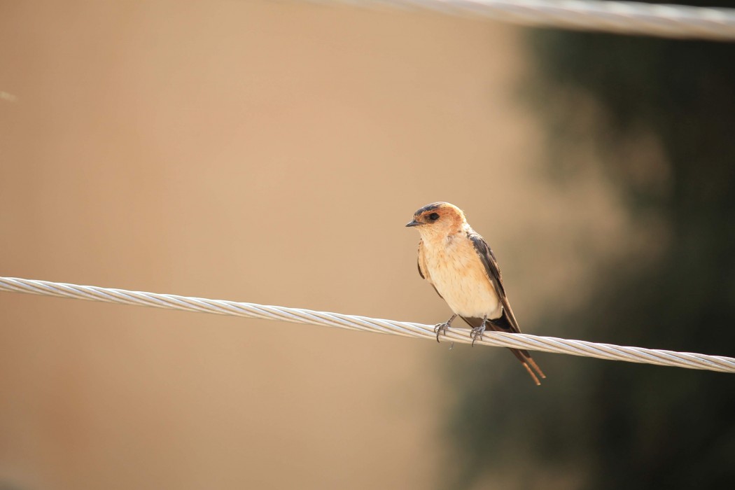 Kızıl kırlangıç