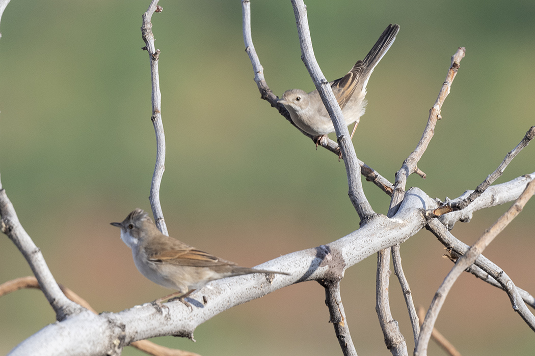 Akgerdanlı ötleğen