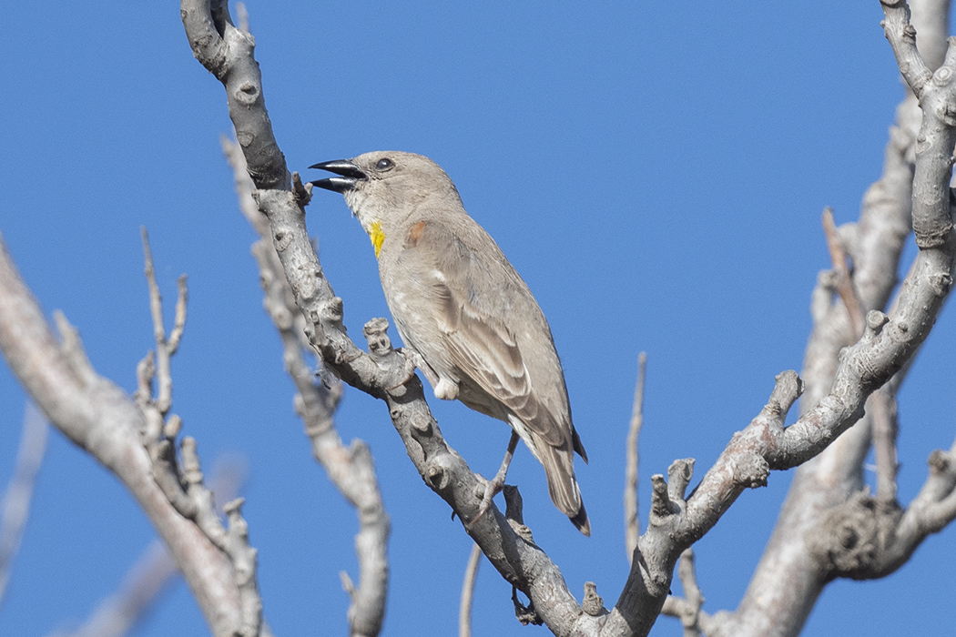 Sarıboğazlı serçe