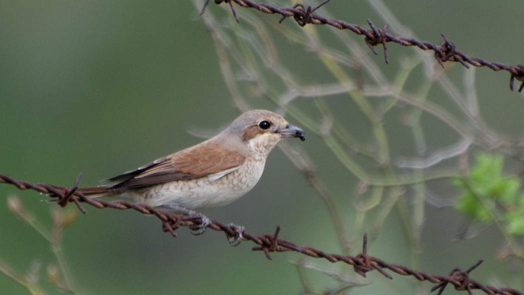 Kızılsırtlı örümcekkuşu