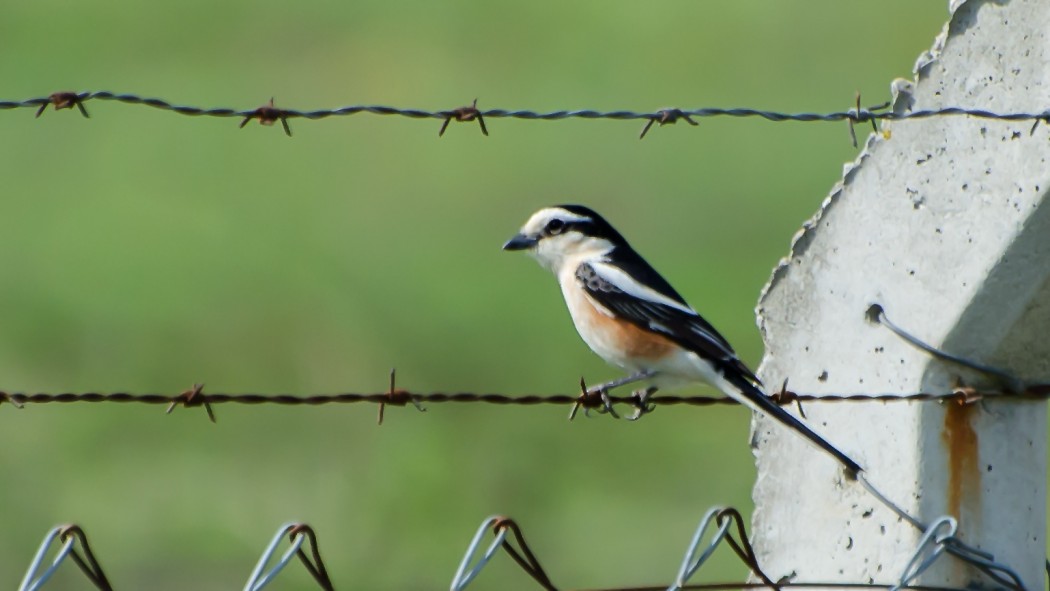 Maskeli örümcekkuşu