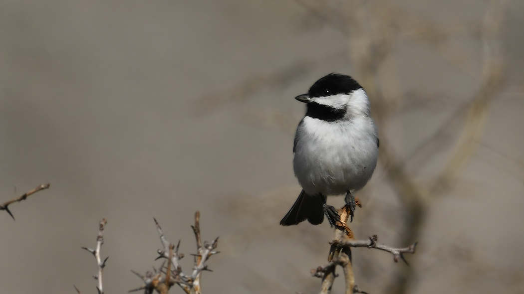 Akyanaklı baştankara