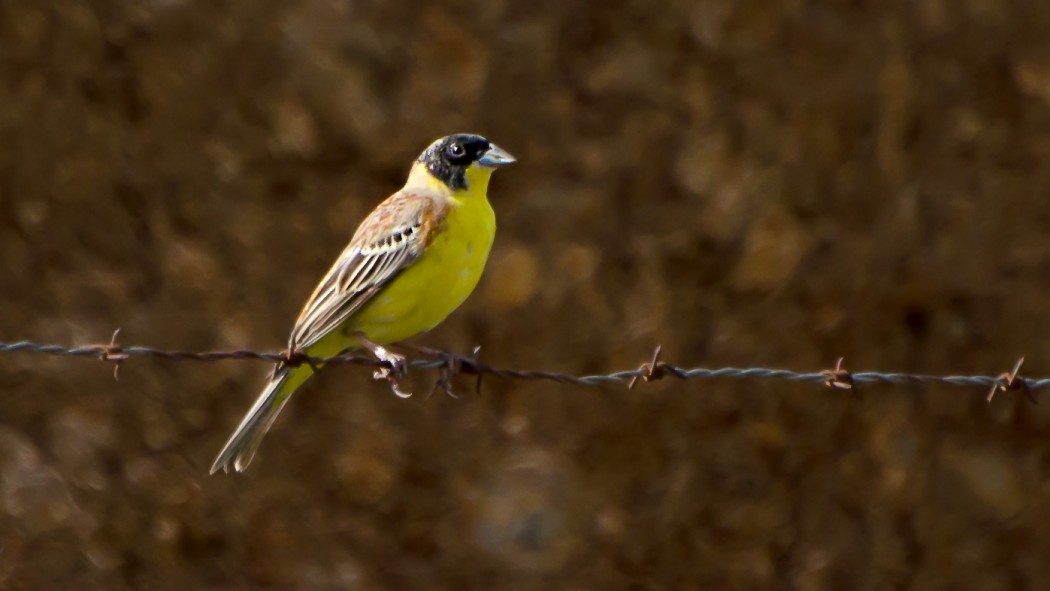Karabaşlı kirazkuşu