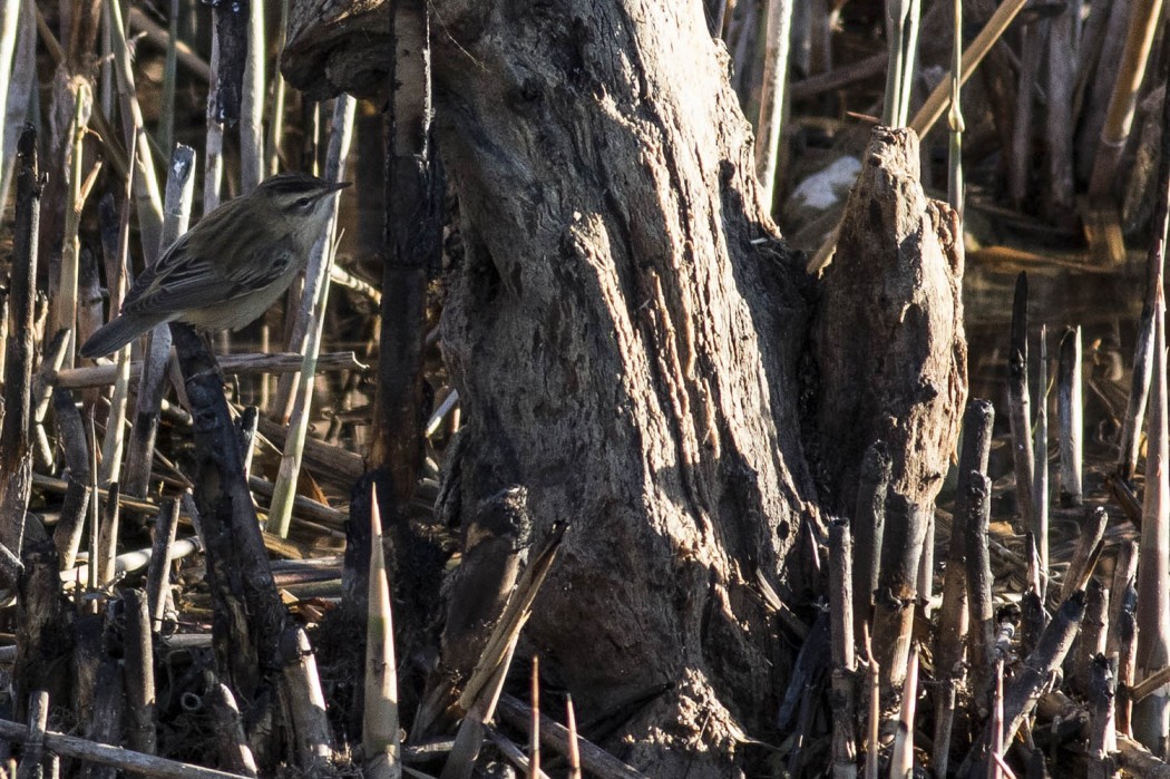Bıyıklı kamışçın