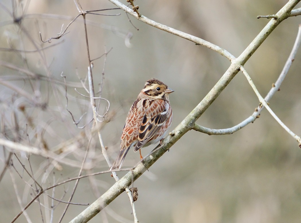 Akkaşlı kirazkuşu
