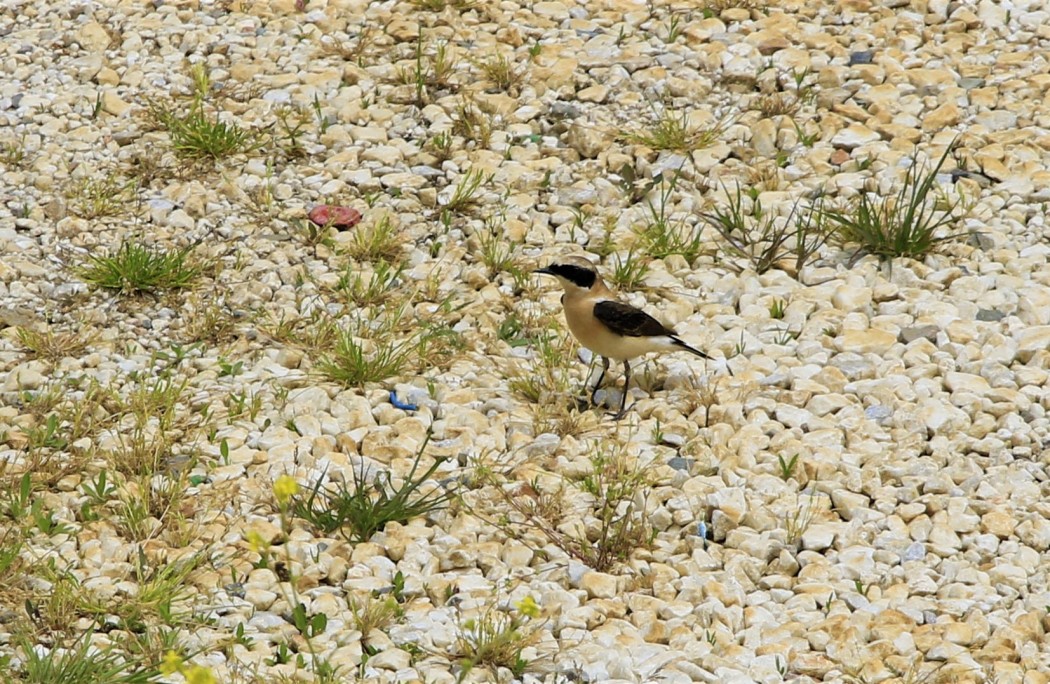 Karakulaklı kuyrukkakan