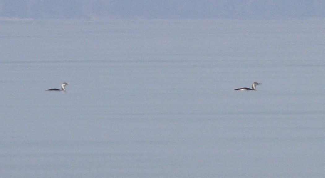 Kızılgerdanlı dalgıç